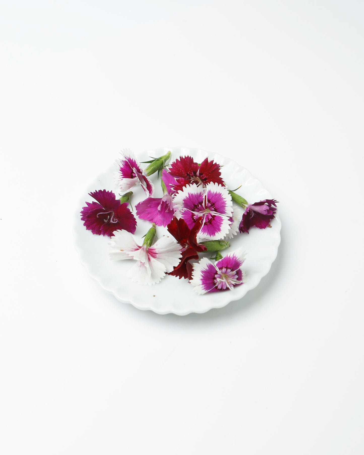 Edible Flower Dianthus