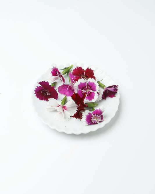 Edible Flower Dianthus