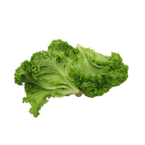 Lettuce Green Coral