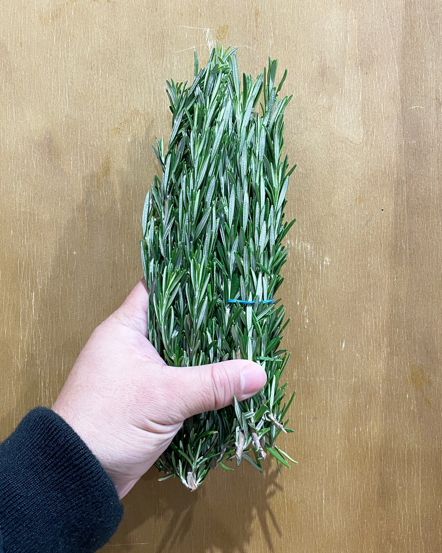 Herb Rosemary