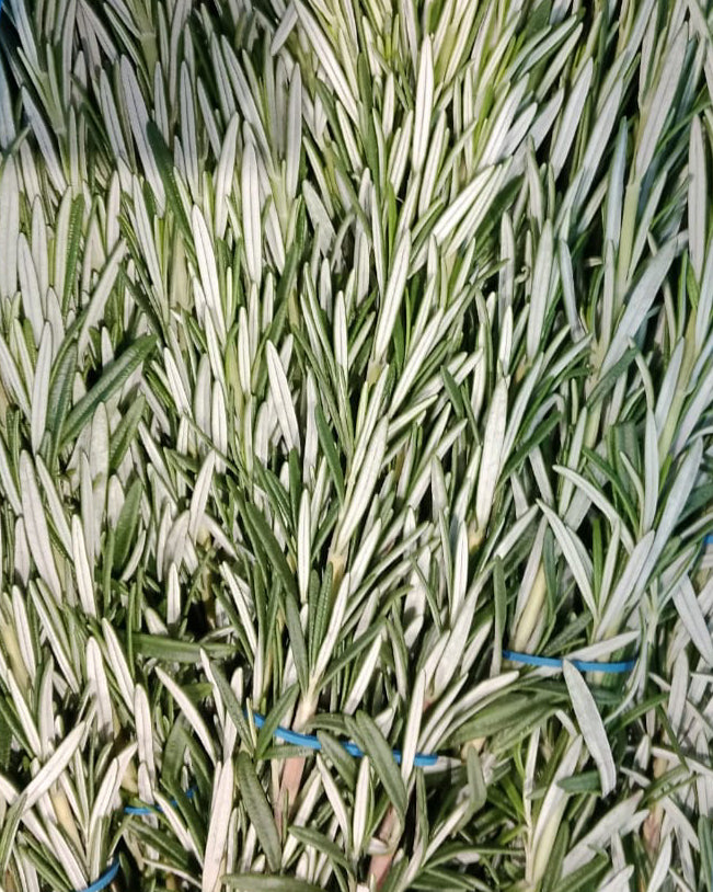 Herb Rosemary