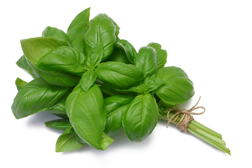 Herb Basil