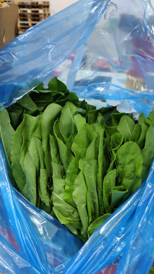 Herb Sorrel