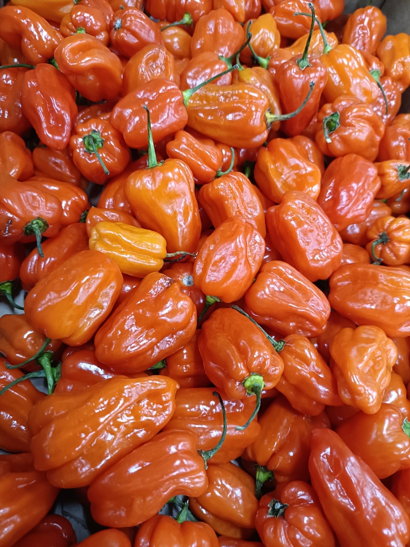 Pepper Habanero Orange (USA / HOL)