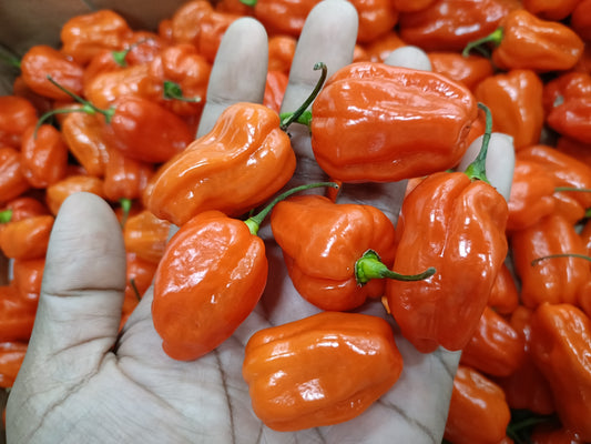 Pepper Habanero Orange (USA / HOL)