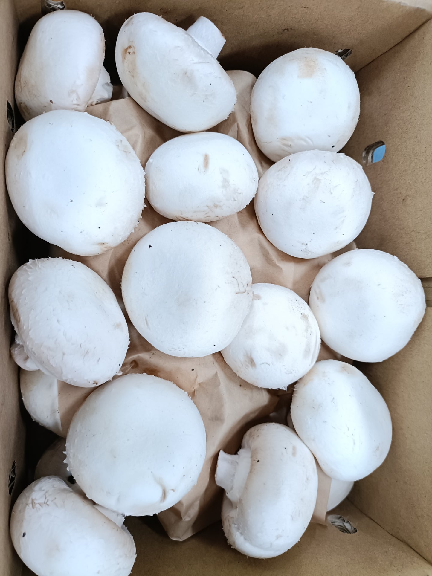 Mushroom Button White