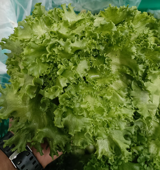 Lettuce Green Crisp Coral