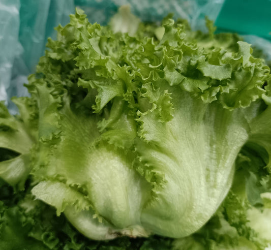Lettuce Green Crisp Coral