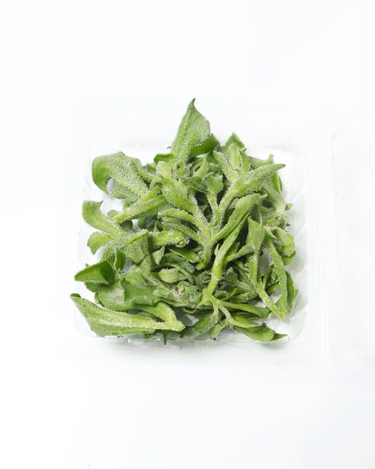 Ice Plant Local