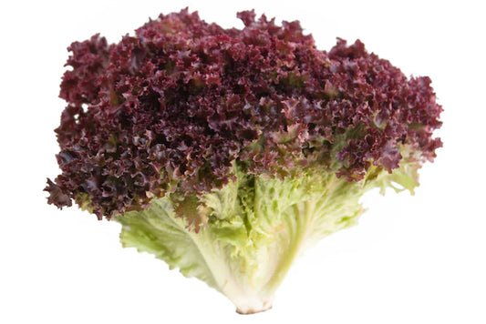 Lettuce Red Frisee
