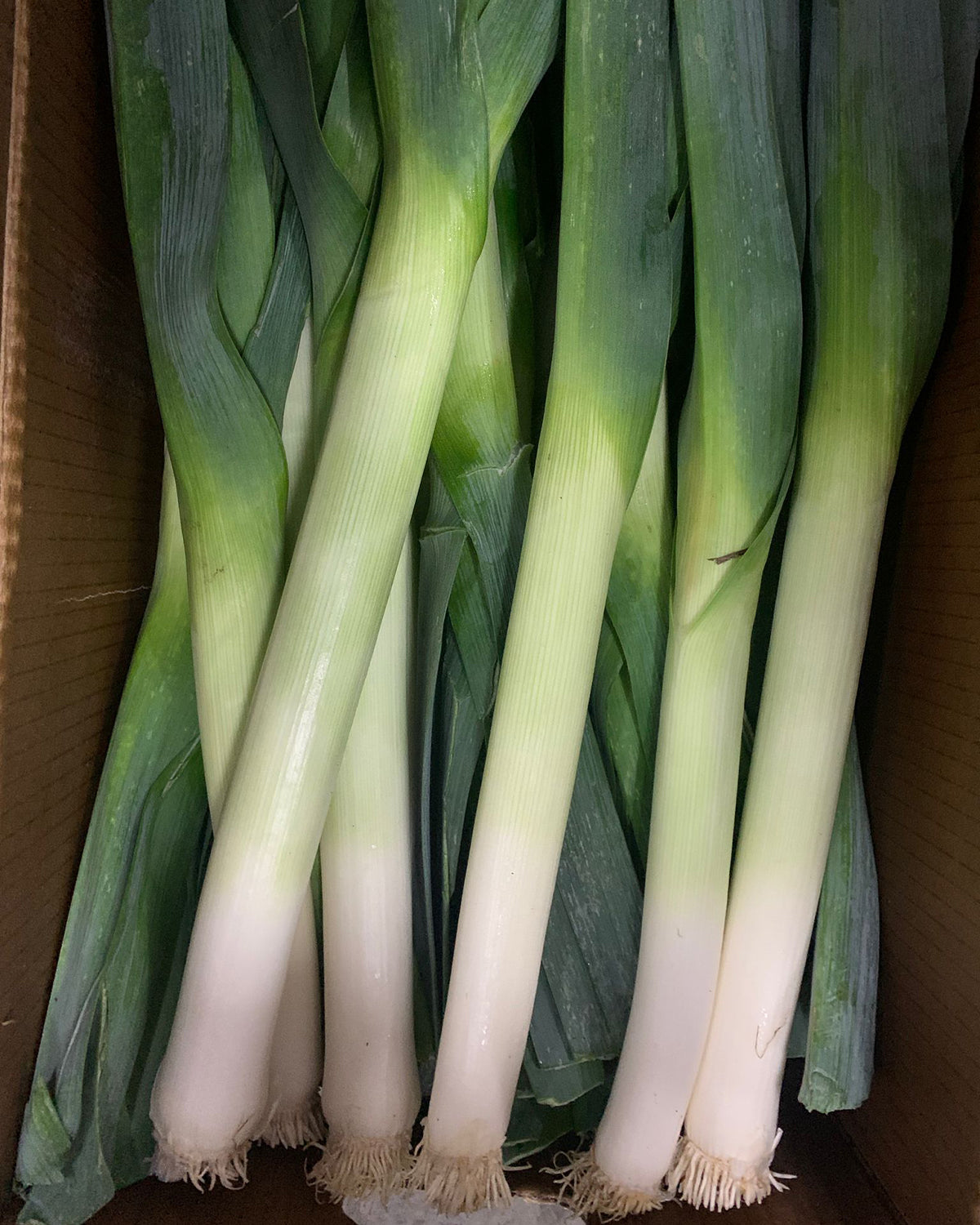 Leek Australia / Holland