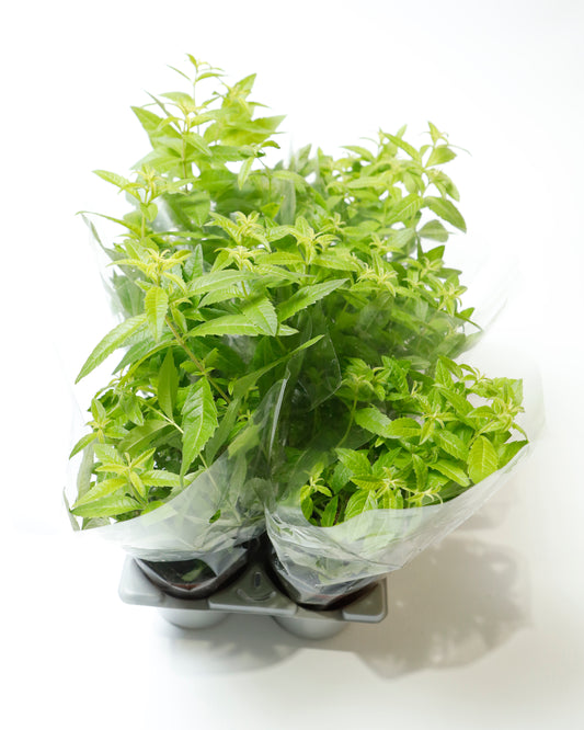 Herb Lemon Verbana In Pot