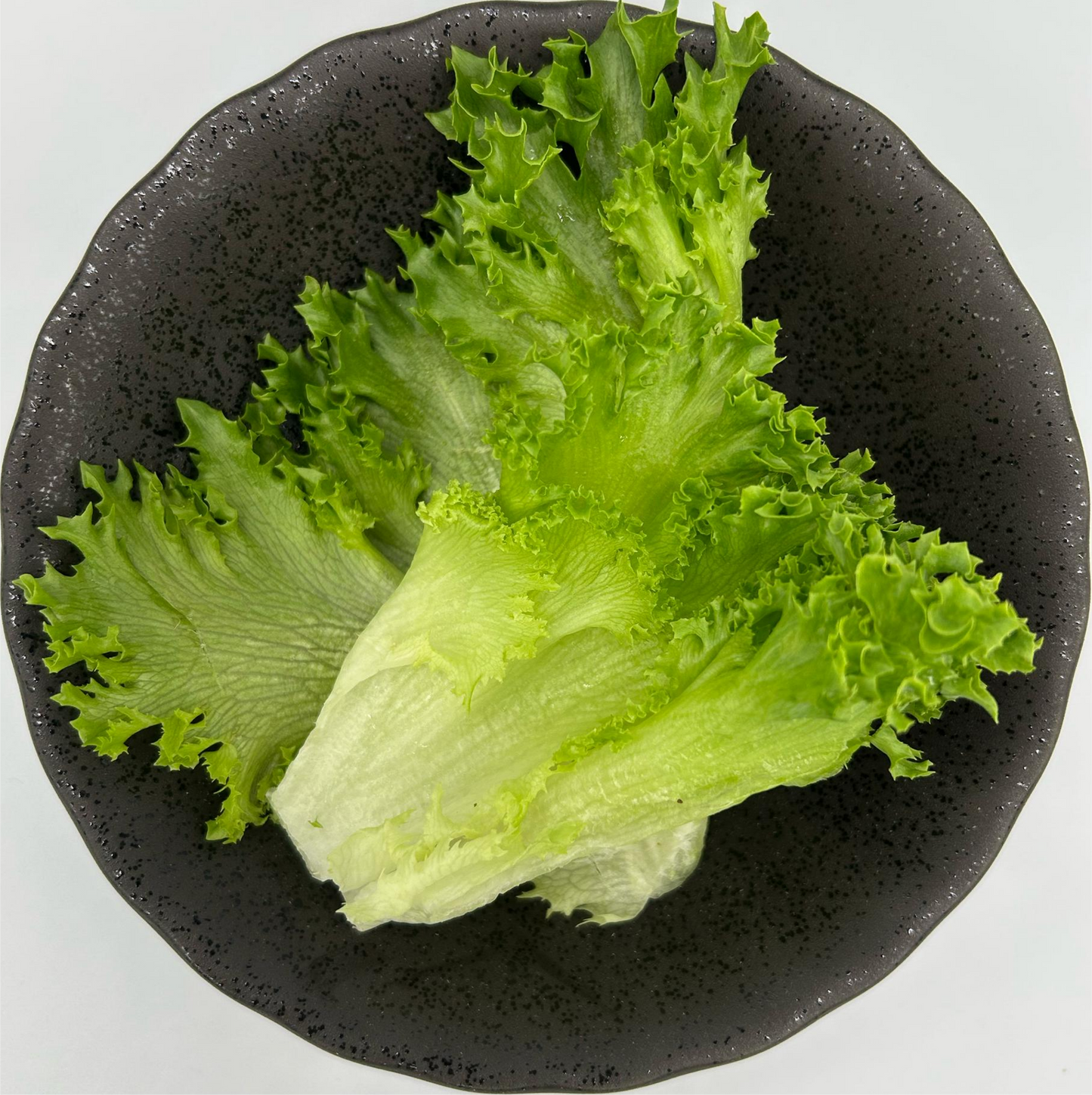 Lettuce Green Coral - Whole Leave 0.3 kg/pkt (Kito)