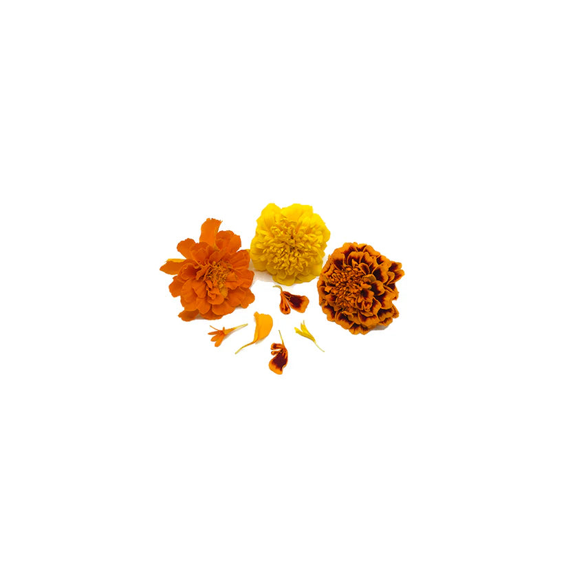 Edible Flowers - Marigold (Mix) (Nosh)