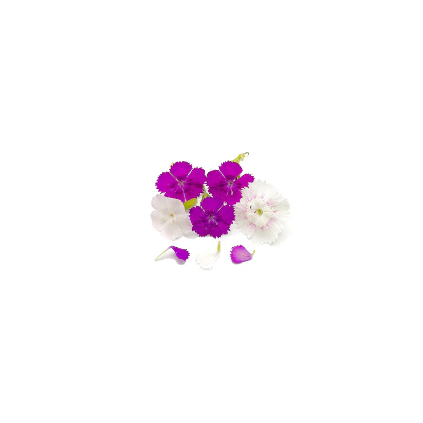 Edible Flowers - Mini Dianthus (Mix) (Nosh)