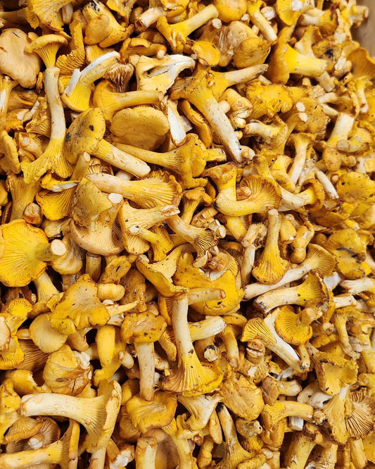 Mushroom Girolle