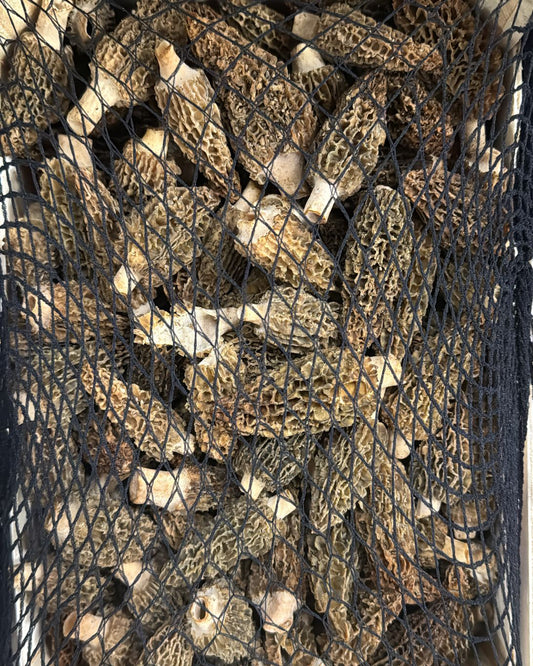 Mushroom Morel