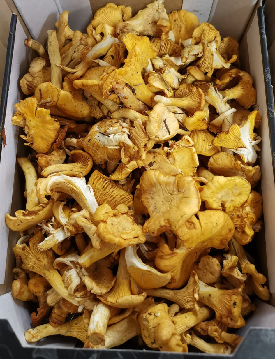 Mushroom Girolle