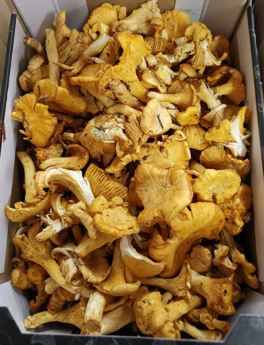 Mushroom Girolle