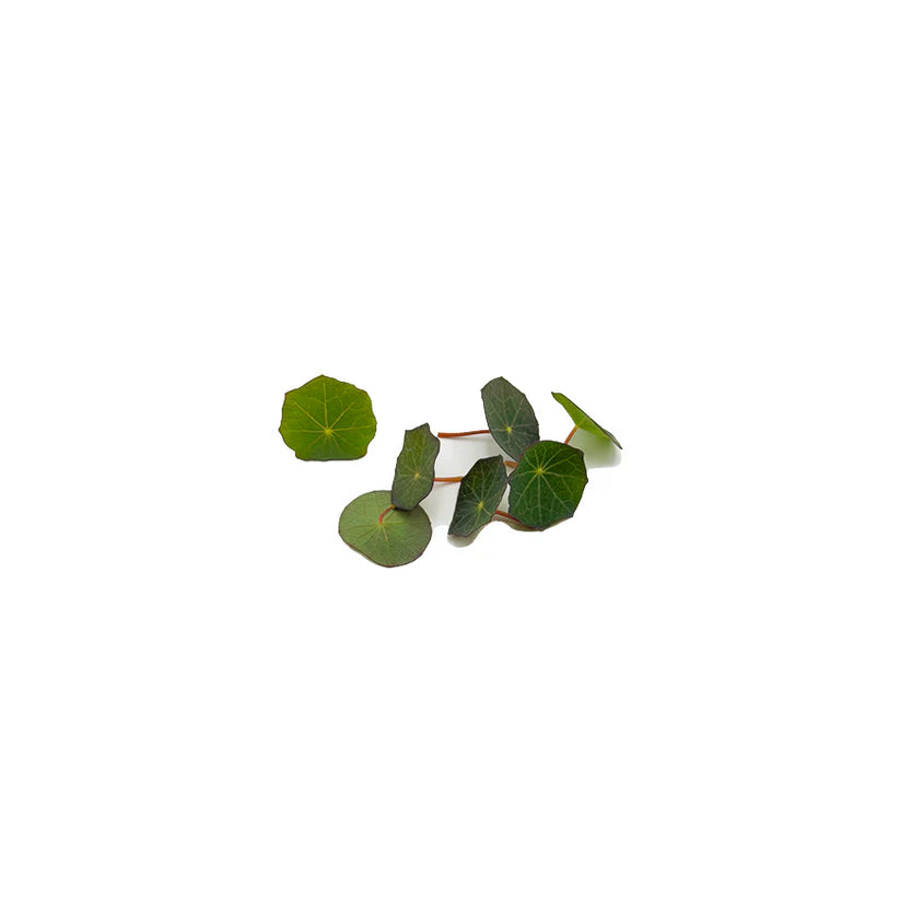 Herbs - Nasturtium Leaves (Small) (Nosh)