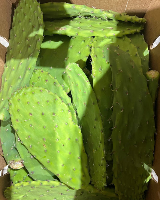 Cactus Leaves / Nopales