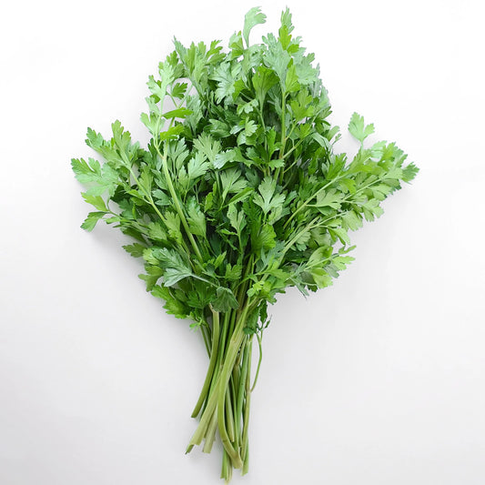 Herb Italian Parsley