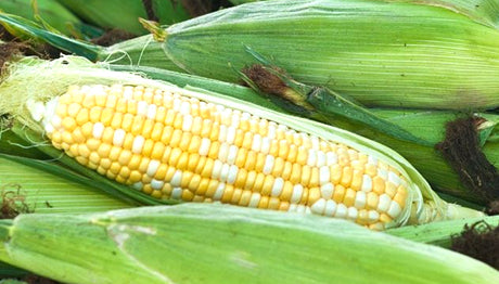 Sweet Corn Bi-Colour (12pcs/ctn)