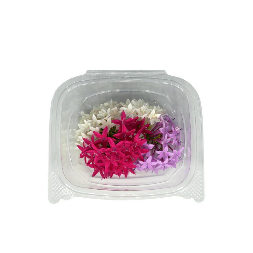 Edible Flowers - Pentas Egyptian Star (Mix) (Nosh)