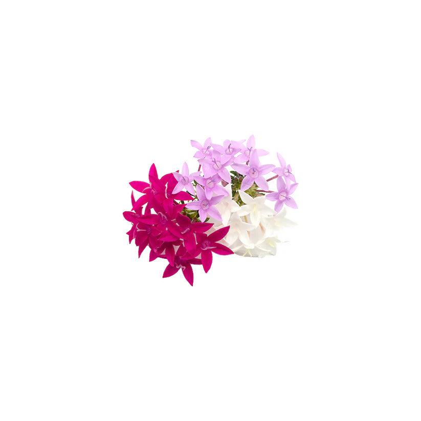Edible Flowers - Pentas Egyptian Star (Mix) (Nosh)