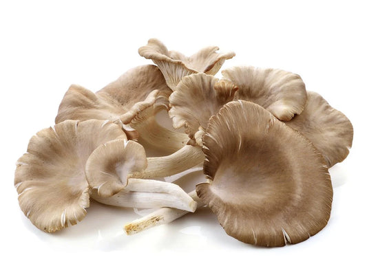 Mushroom Oyster