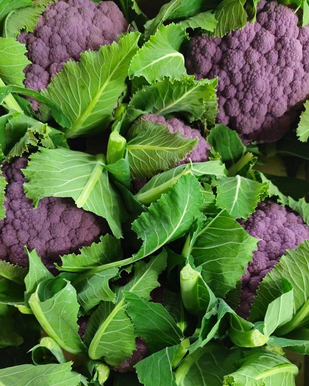 Cauliflower Purple