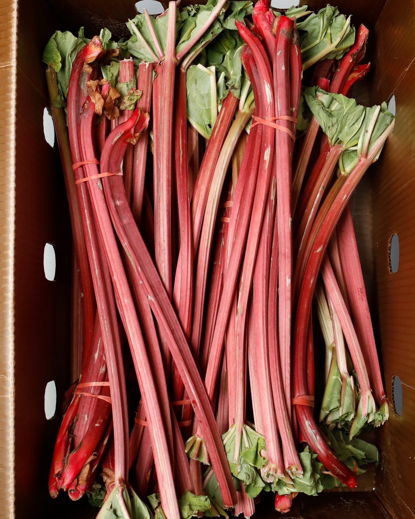 Rhubarb