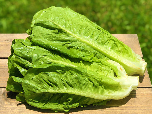 Lettuce Romaine
