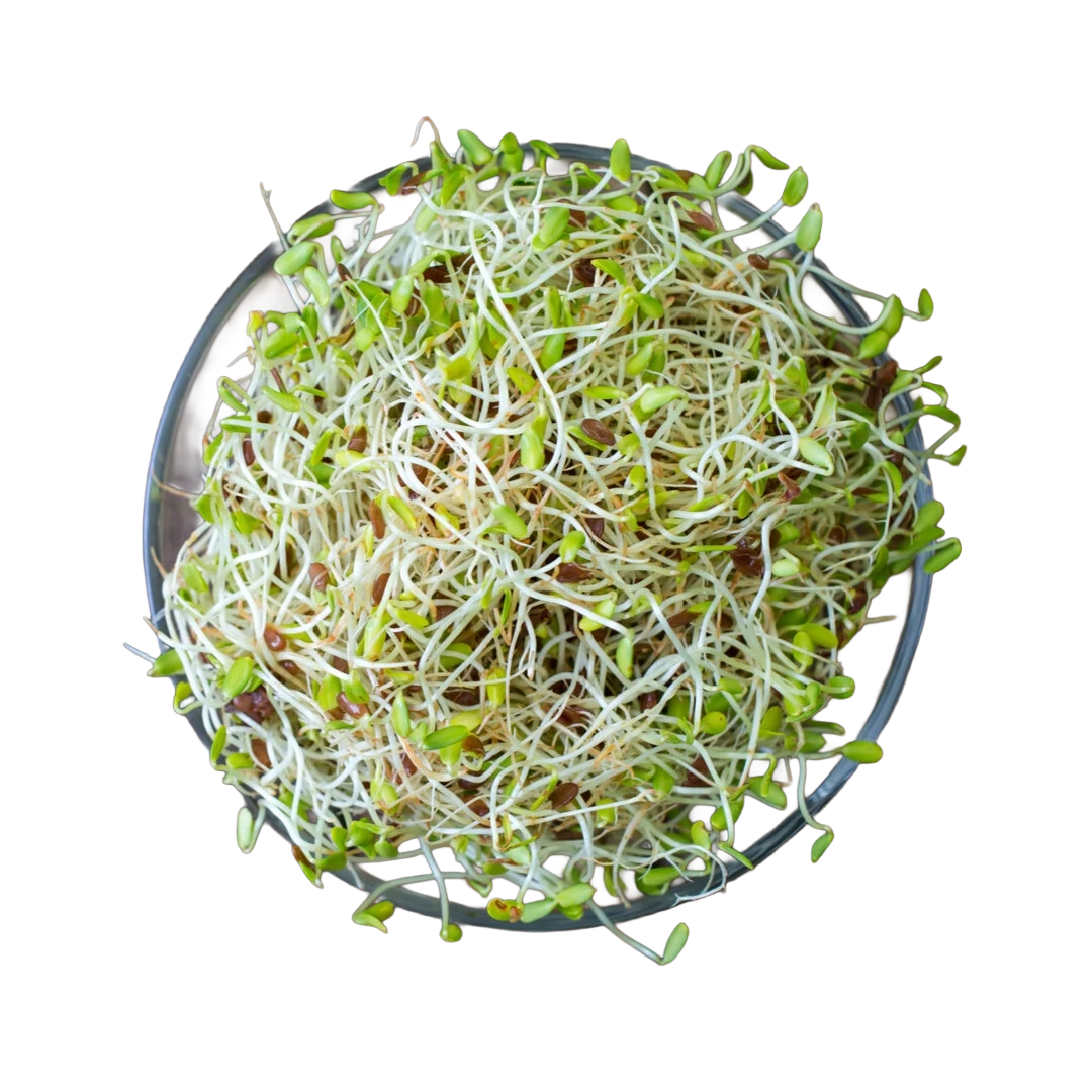 Sprout Alfafa