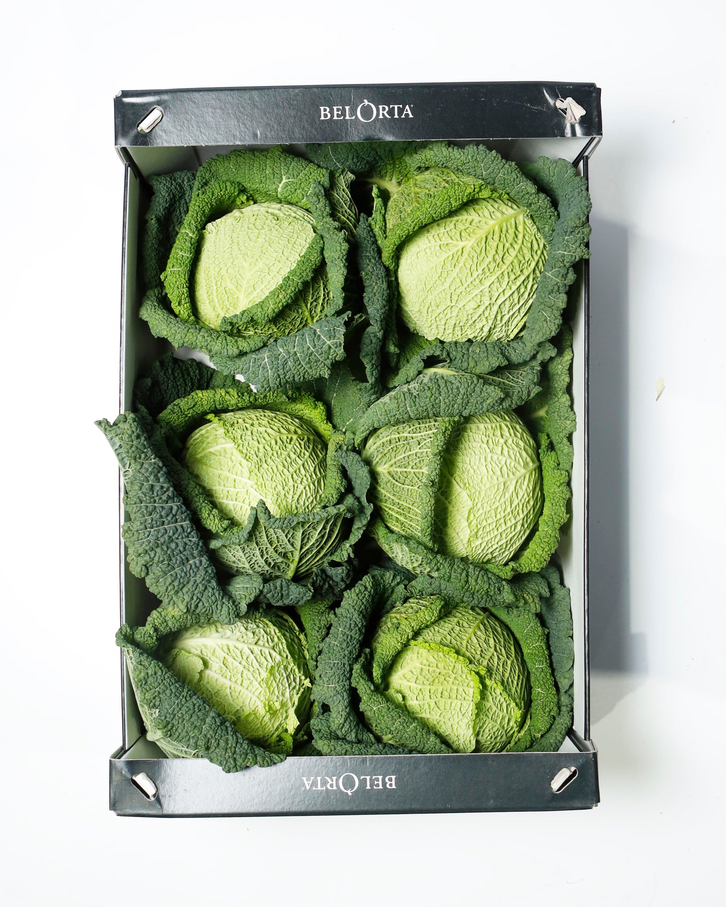 Savoy Cabbage