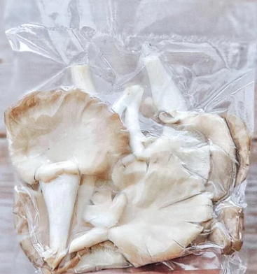Mushroom Oyster