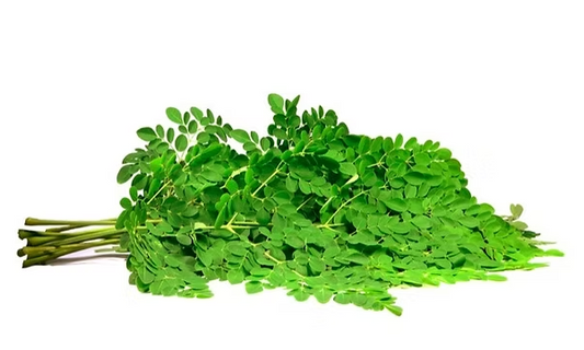 Drumstick Leaf (Moringa Leaf)