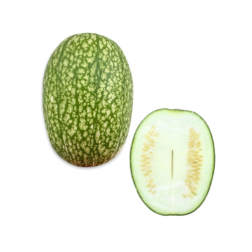 Shark Fin Melon