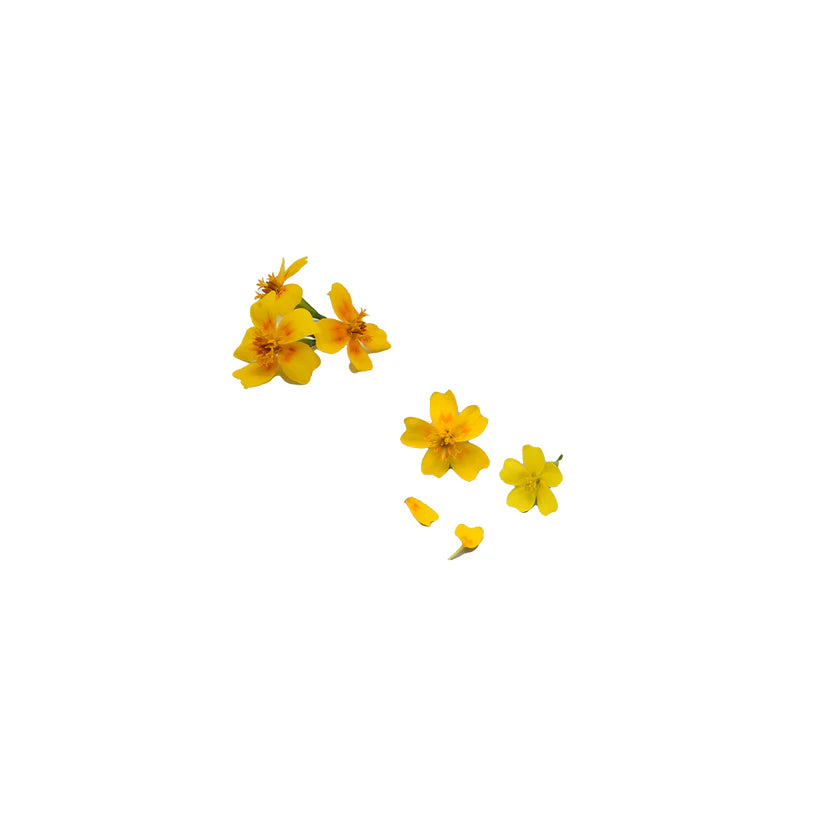 Edible Flowers - Tangerine Gem Marigold (Orange) (Nosh)
