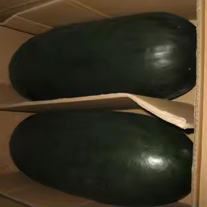 Winter Melon China Black