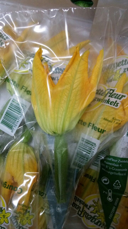 Zucchini Flower (Holland)