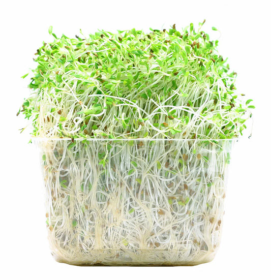 Sprout Alfafa