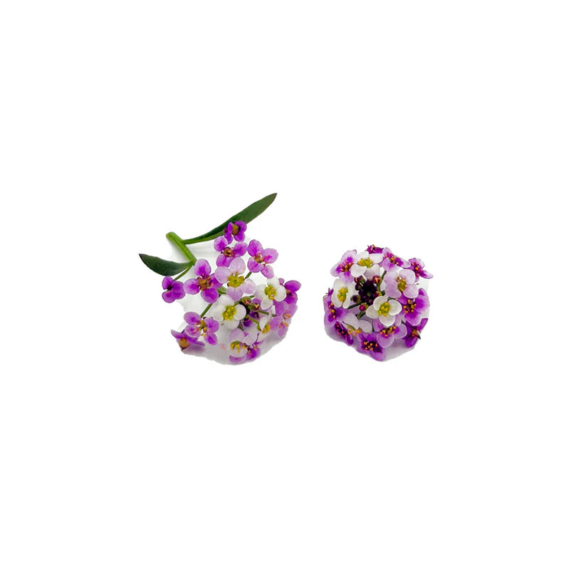 Edible Flowers - Alyssum (Pink) (Nosh)