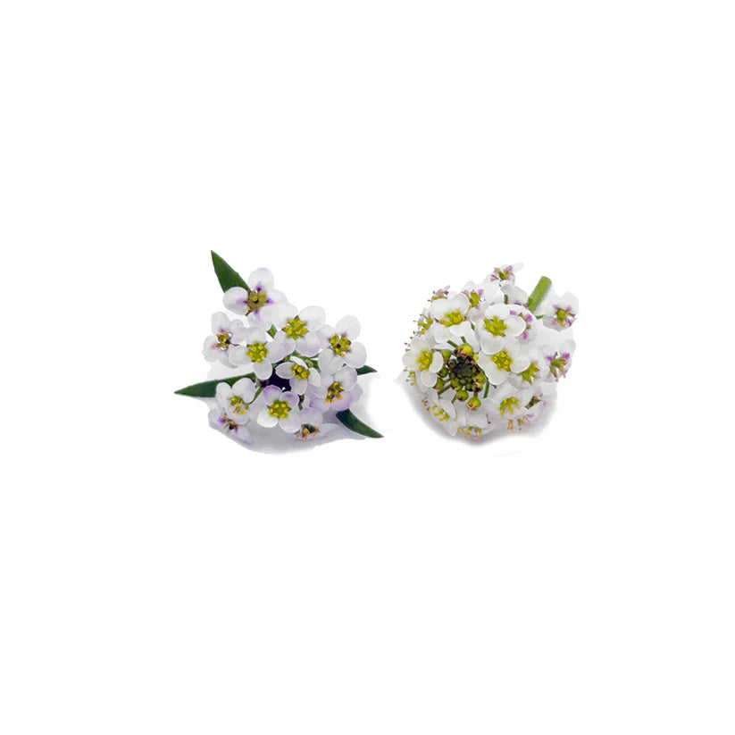 Edible Flowers - Alyssum (White) (Nosh)