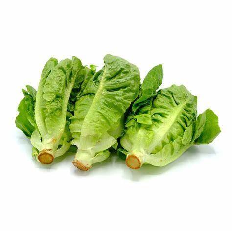 Lettuce Romaine Baby