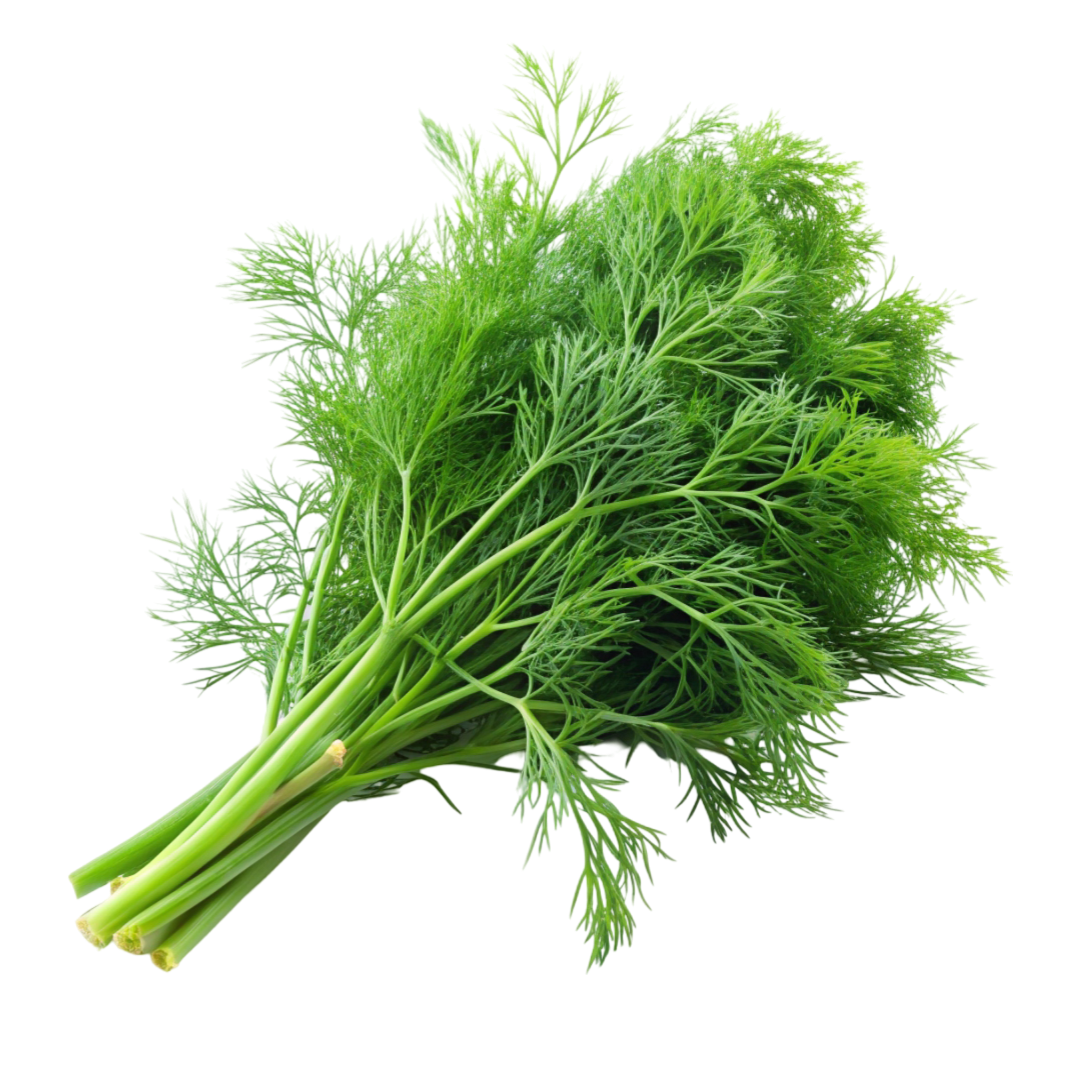 Herb Dill