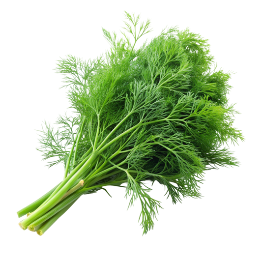 Herb Dill