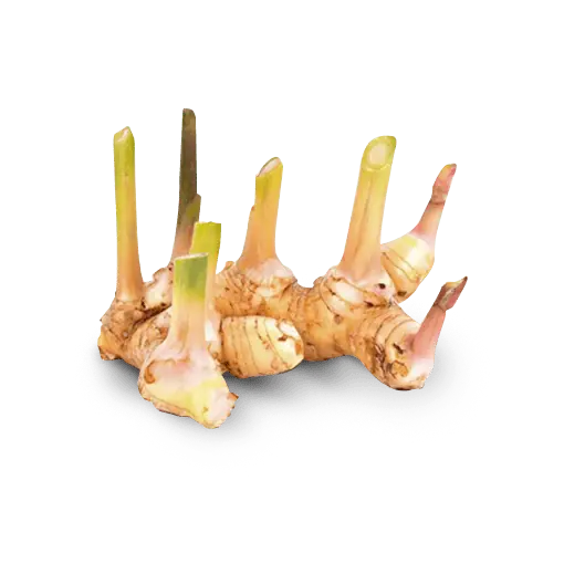 Ginger Blue (Galangal)