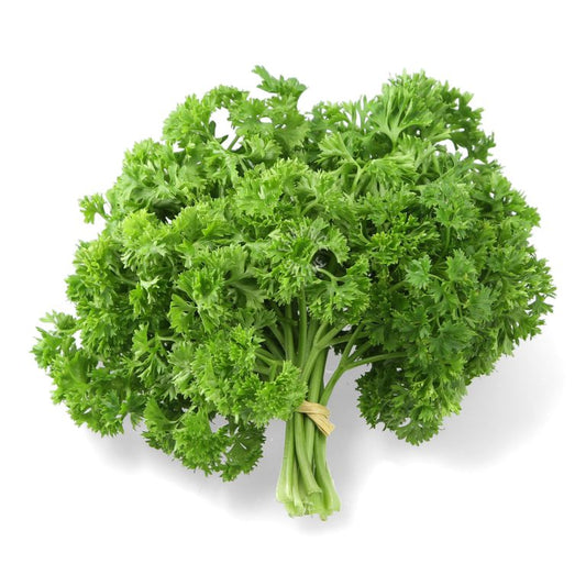 Herb English Parsley