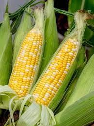 Sweet Corn Bi-Colour (12pcs/ctn)